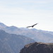 condor in flight