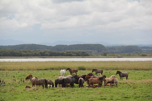 Wild horses by Lake Tofutsu 涛沸湖沿いの野生の馬達