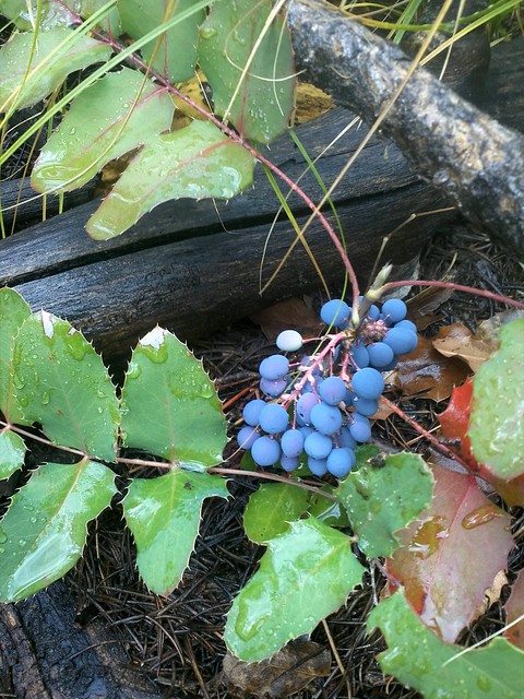 Blue berries, not blueberries.