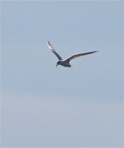 Caspian Tern at Evergreen Lake 17
