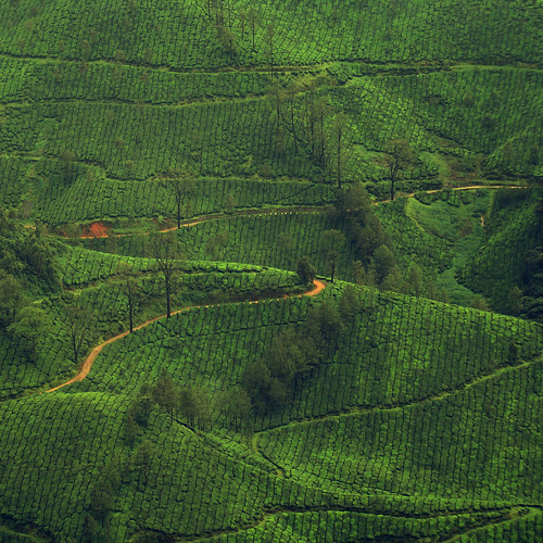 フリー写真素材|自然・風景|田畑・農場|丘|グリーン|インド|
