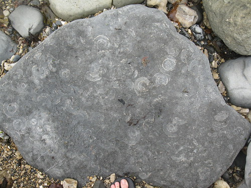 Ammonite pavement