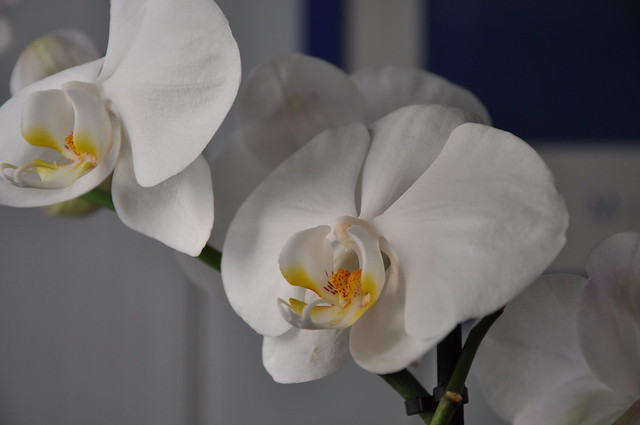 Orchids (phalaenopsis white)