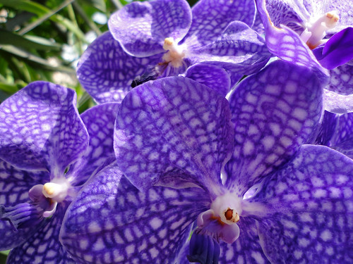 Thailand orchid farm 2