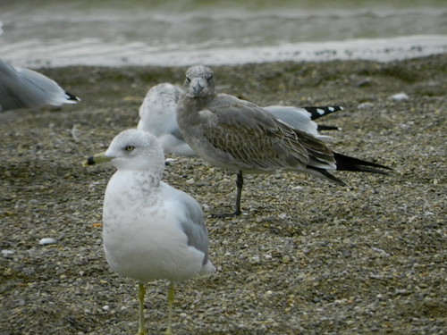 Juvenile molting into 1st winter Laughing Gull