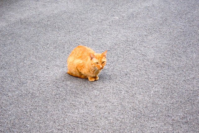 Today's Cat@2011-09-29