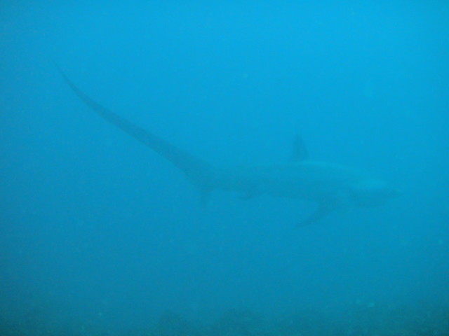 Thresher Shark at Shark Point, Malapascua