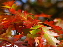 Autumn Oak by flickrolf