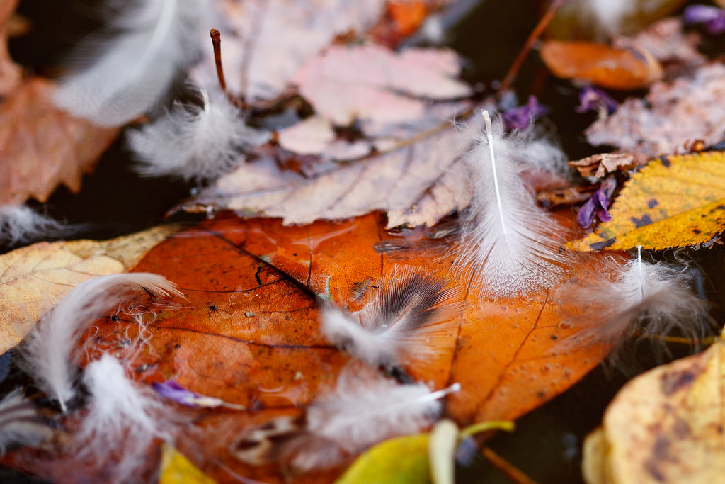 Feathers and Leaves