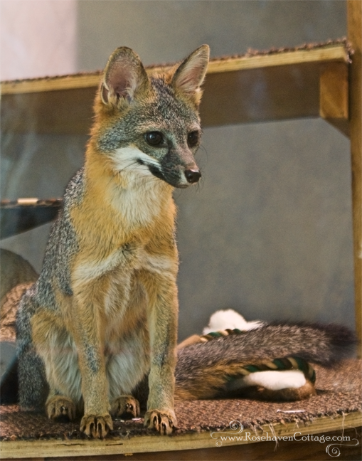 Grey fox (animal ambassador at the Lindsay Wildlife Museum)