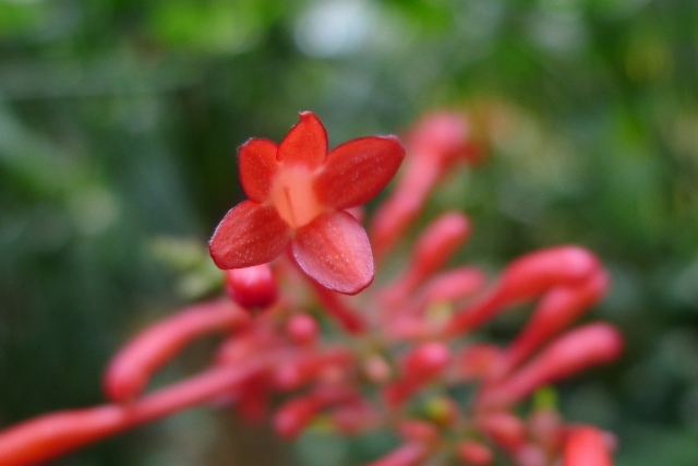 红苞花