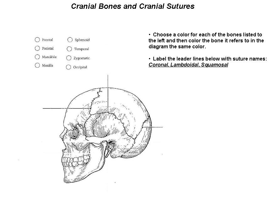 Cranial Bones and Sutures