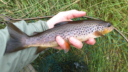 Spey trout