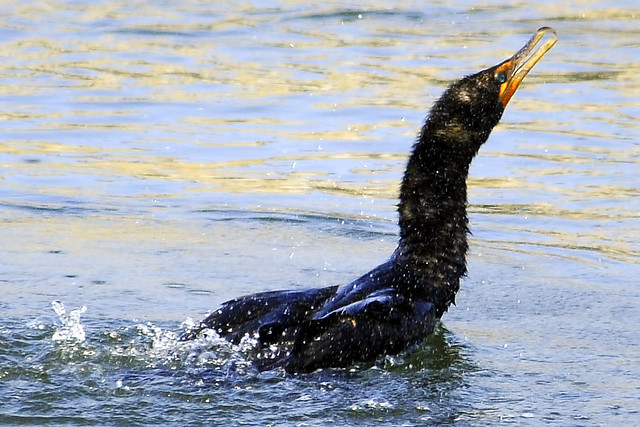 shaking double crested cormorant