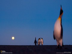 ecstatic display (King Penguins)