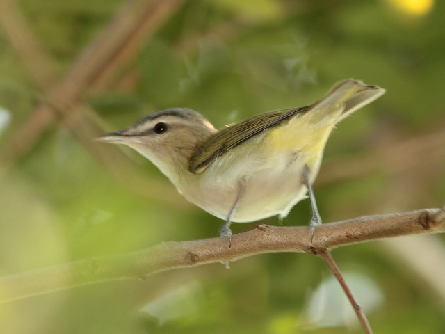 Red-eyed Vireo 2-20110914