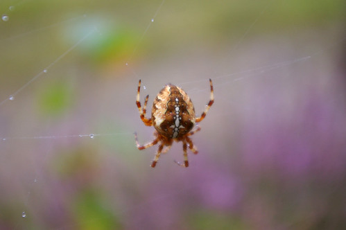 Common Spider 2
