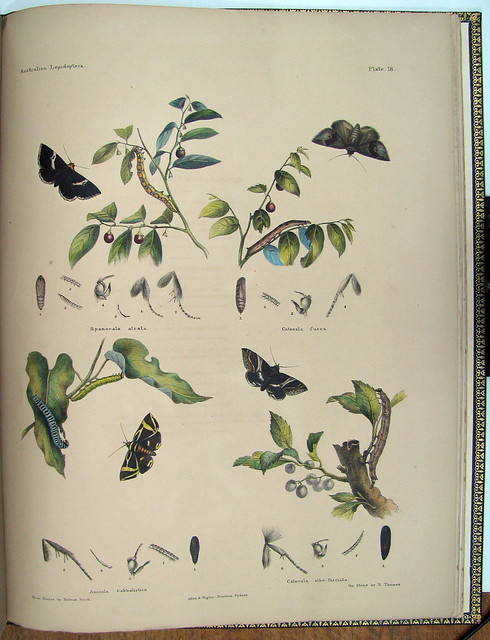 hand-coloured lepidoptera illustration