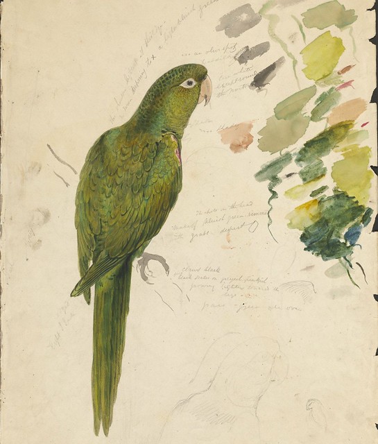 Green parrot - graphite and watercolour drawing (14)