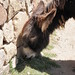 very hairy burro