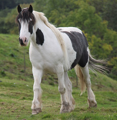 A real friendly Shire stallion