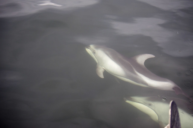 White-Sided Dolphins in Howe Sound