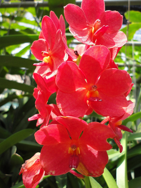 Thailand orchid farm 1