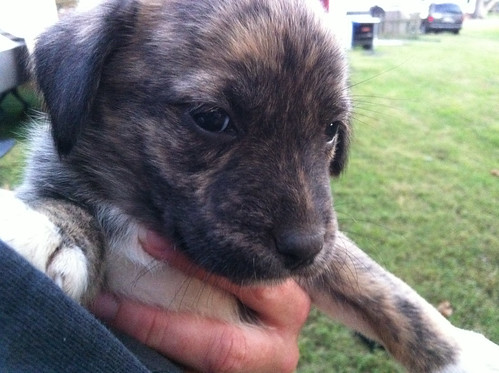 The only brindle pup out of the neighbors dogs litter of 8