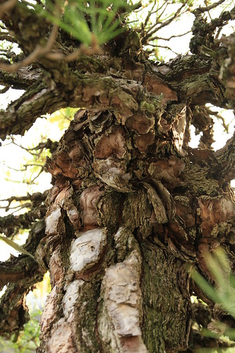 赤松 Akamatsu (Red Pine) - 盆栽美術館 - bonsai museum