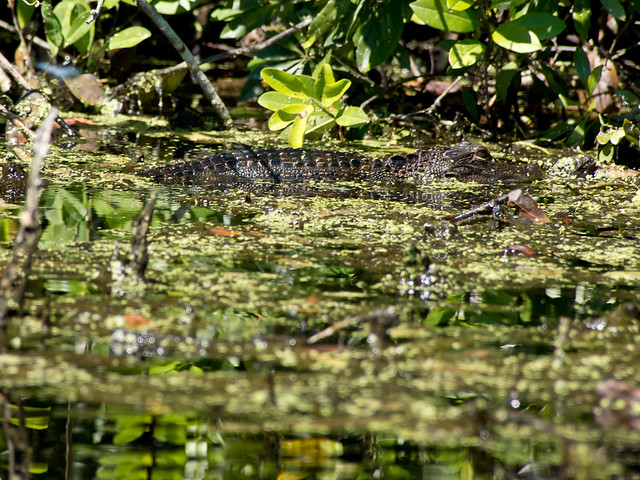 Wekiwa Springs State Park - Alligator blend in the environment