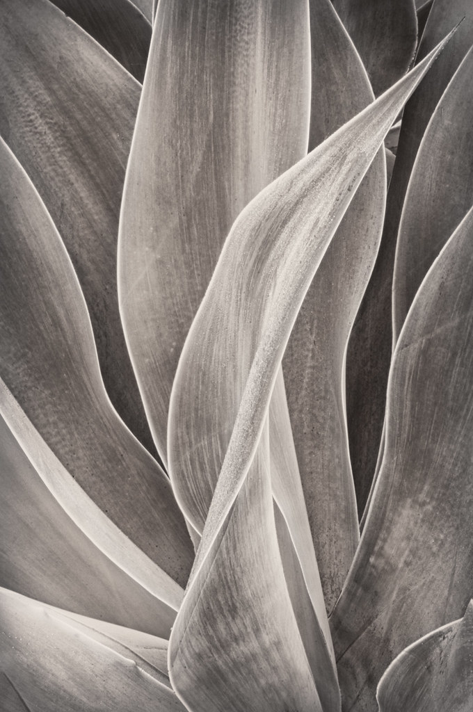 Succulent © Harold Davis