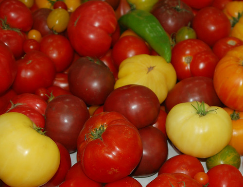 tomatoes & pepper!.jpg