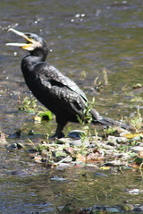 Great Cormorant (Phalacrocorax carbo)  on the severn river near St Mary's church  in Newtown Powys