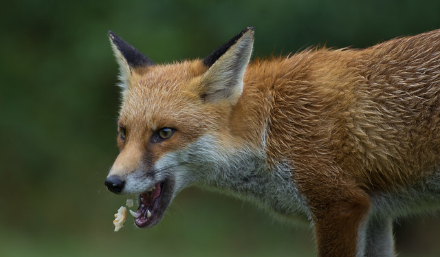 red fox 9