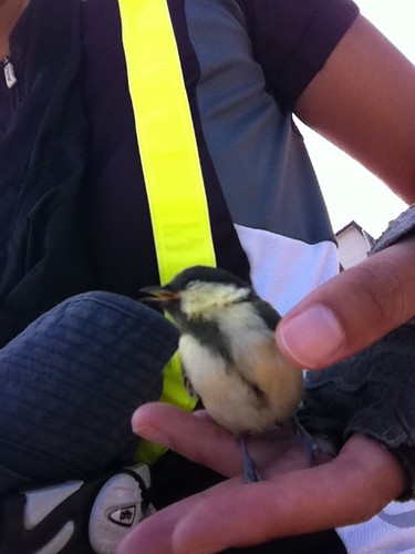 Rescued a little bird. It got better & flew off from my helmet in a while. 小鳥レスキュー隊になってしまった