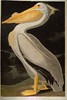 The White Pelican from Audubon's Birds of America