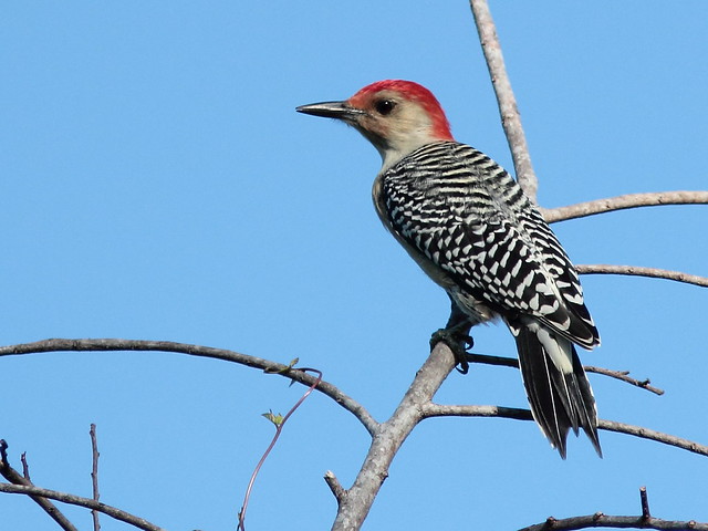 Red-bellied Woodpecker 3-20110923