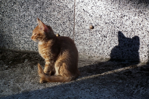DSCF5917 (Sombra de gato alargada) by Luis Armando Encinas Ramirez (i_real_es)