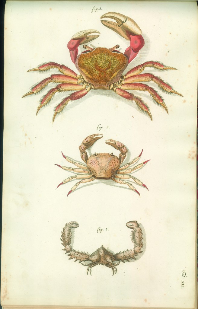 Versuch einer Naturgeschichte der Krabben und Krebse j