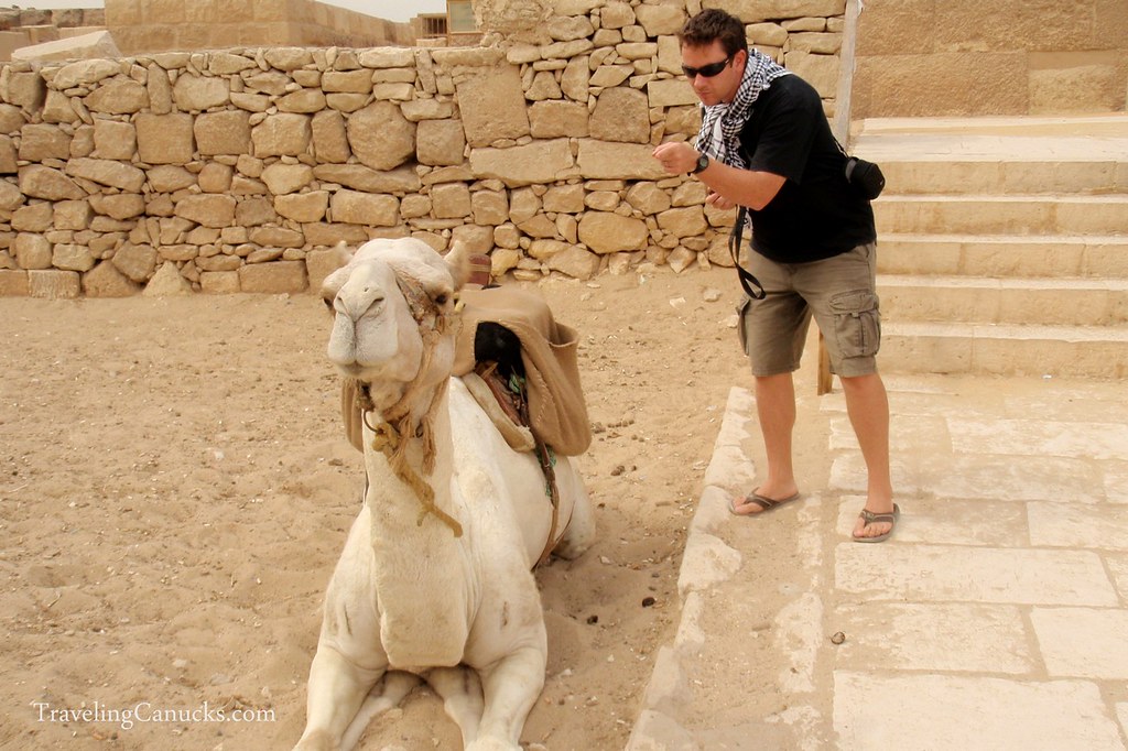 Bad Spitting Camel at the Pyramids