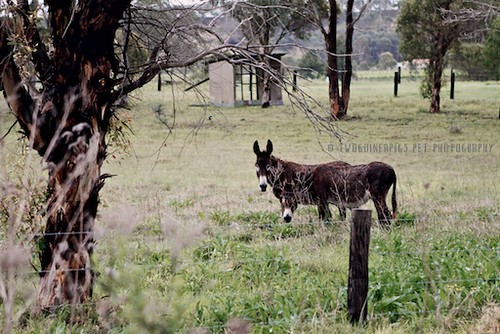 Donkeys by twoguineapigs pet photography