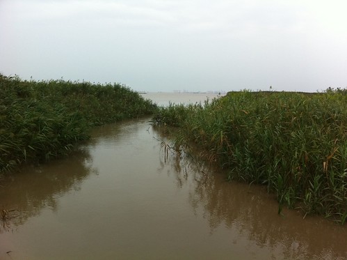Wetlands at Chongming island