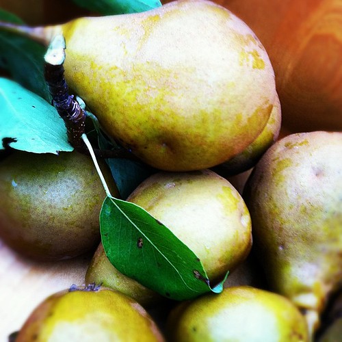 The last of the pears picked in the rain.