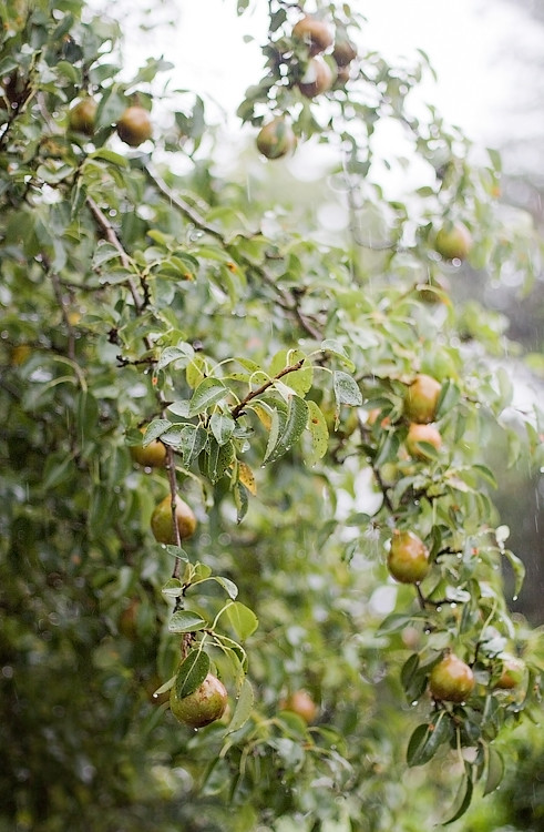 Indian Summer pears