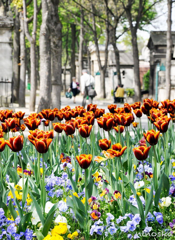 tulipes-du-cimentiere
