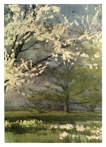 028-Cerezo silvestre en Canterbury- Flower grouping in English, Scotch & Irish gardens 1907- Margaret Waterfield