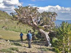 Bristlecone Pine in Anchor Gulch
