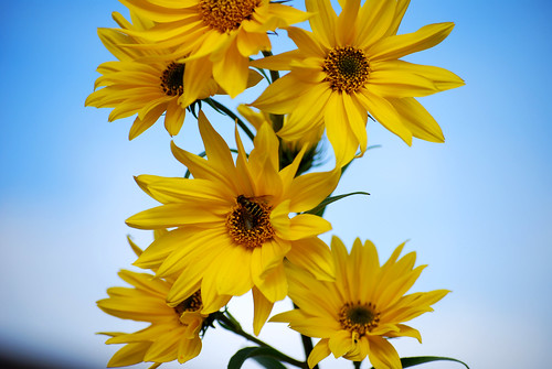 Sunflower Series - October 2011 (3) by Sandee4242