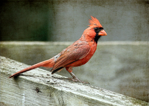 Cardinal by Bailey Rd