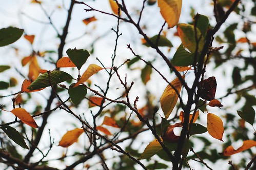 autumn leaves (1)